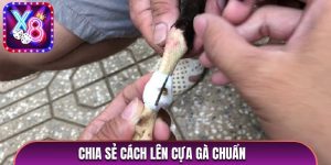 cách lên cựa gà