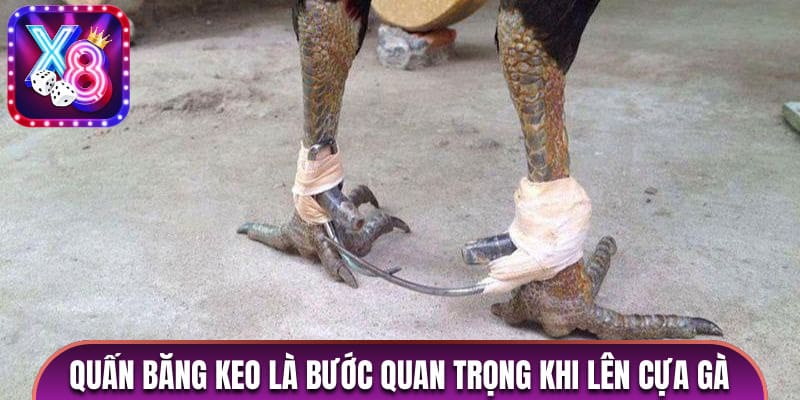 Quấn băng keo y tế là bước quan trọng trong quá trình lên cựa gà