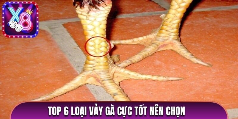 Top 6 loại vảy gà cực tốt nên chọn